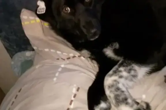 Пропала собака, Ельня, Смоленская область - белая лапка в горошек - photo