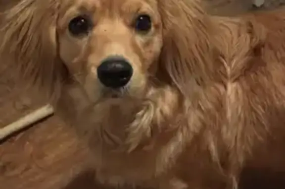 Пропала собака, Приволжская улица, 78, Оренбург - рыжая, полная - photo