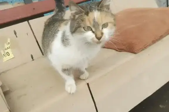 Найдена кошка, Белгород, фото: Найдена кошка, проспект Ватутина, 23, Белгород - молодая и ласковая