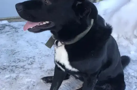 Найдена собака, Петрозаводск, фото: Найден собака, мужской, Комсомольский проспект, Петрозаводск