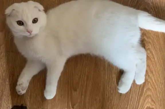 Найдена кошка, Махачкала, фото: Найден кот, улица Лаптиева, 59, Махачкала - вислоухий, 6-7 месяцев