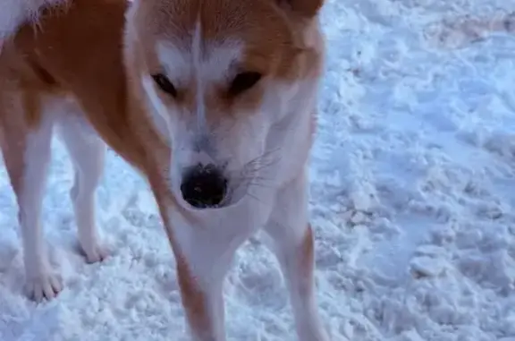 Найдена собака, Тула, фото: Найдена собака мужской, Большая улица, 4, Тула