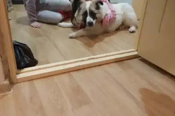 Найдена собака, Йошкар-Ола, фото: Найдена собака, Йошкар-Ола, Марий Эл - пугливая девочка на улице Петрова 32