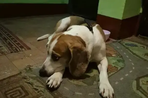 Найдена собака, Москва, фото: Найден собака, мужской, Оренбургская улица, 22, Москва - похож на бигля