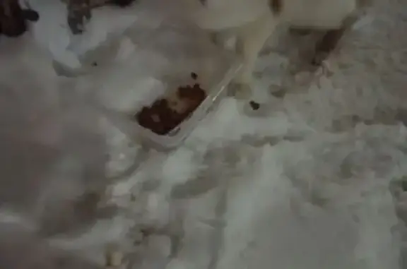 Найденные животные Ярославль, фото: Найдена кошка, улица Труфанова, 10, Ярославль - рыжая с беленьким