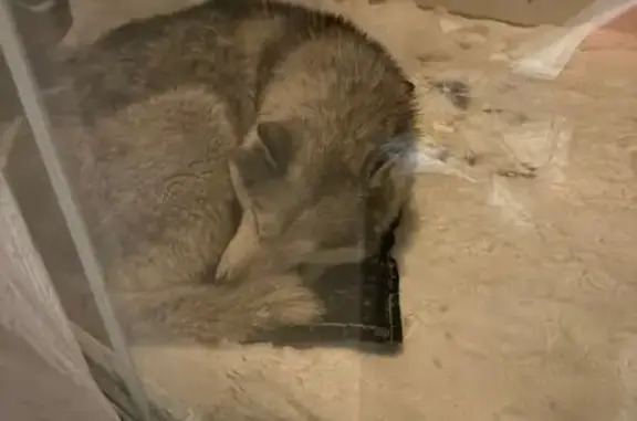 Найдена собака, Глазково, фото: Найден собака, мужской, Глазково, Тверская область - нуждается в доме и заботе