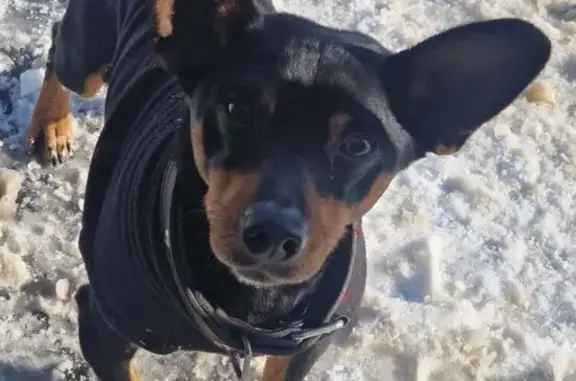 Найдена собака, Бабяково, фото: Найден собака, Индустриальная улица, Бабяково - очень голодный и ласковый