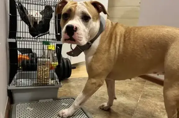 Найдена собака, Старая Купавна, фото: Найдена собака, Бисеровское шоссе, Старая Купавна - стаффордширдский терьер, девочка, 2 года