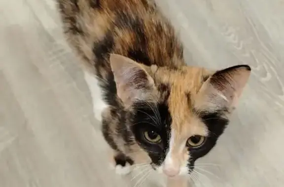 Найденные животные Ярославль, фото: Найдена кошка, проспект Машиностроителей, 48, Ярославль - трёхцветная и ласковая