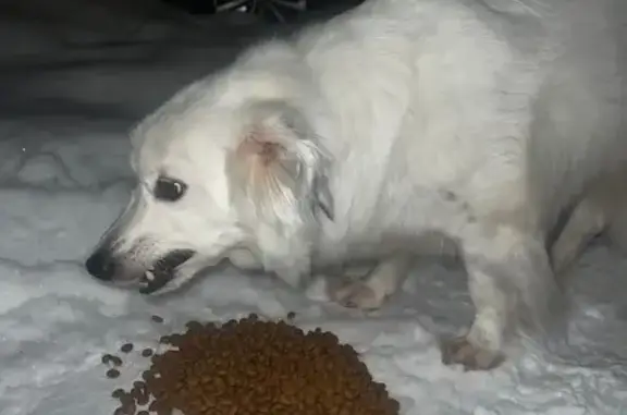 Найдена собака, Калининград, фото: Найден собака, улица Зои Космодемьянской, 15, Калининград - крупный мальчик с синим ошейником