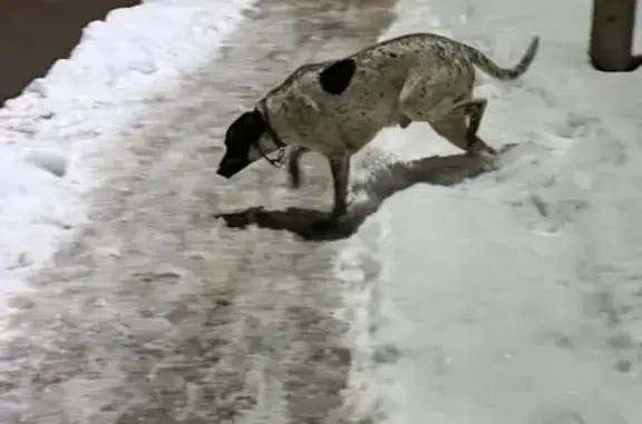 Найдена собака, Калининград, фото: Найден собака, Минусинская улица, 21, Калининград - в наморднике как далматинец