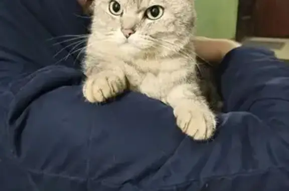 Найденные животные Пушкино, фото: Найдена кошка, Пушкино, Московская область - серо-голубой окрас