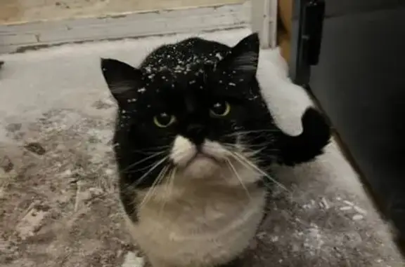 Пропал кот, Лопотово, Московская область - британский тип, крупные лапы - photo