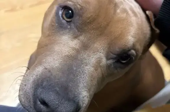 Пропал собака, Звёздный бульвар, Москва - американский стафф, откликается на Рэй - photo