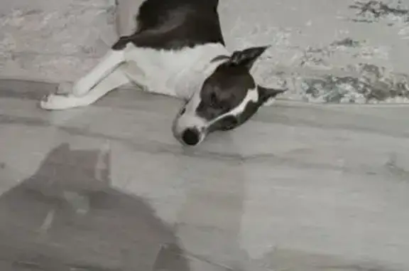 Собаки потеряшки, Астрахань, фото: Потеряшка собака, Астрахань - бело-серая, худощавая, 8 лет