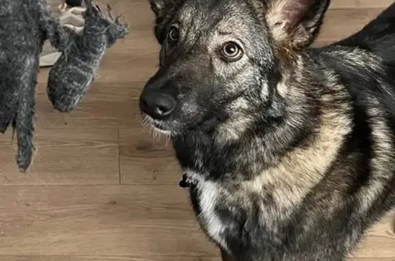 На шее ошейник с адресником, стерилизована