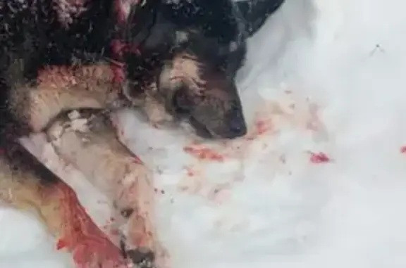 Найдена собака, Малая Дубна, фото: Найден собака, Малая Дубна, Московская область - в ошейнике