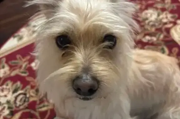 Объявления о пропавших и найденных животных, Волгоград, фото: Пропал собака, мужской, Сахалинская улица, 11, Волгоград - крем брюле с согнутым ухом