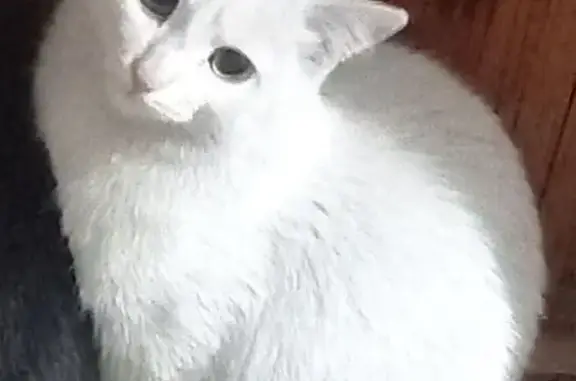 Кошки потеряшки, Петровск-Забайкальский, фото: Потеряшка кот, улица Ломоносова, Петровск-Забайкальский - белый, гладкошёрстный