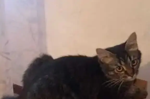 Пропала кошка, улица 64-й Армии, 36, Волгоград - полосатая, ласковая - photo