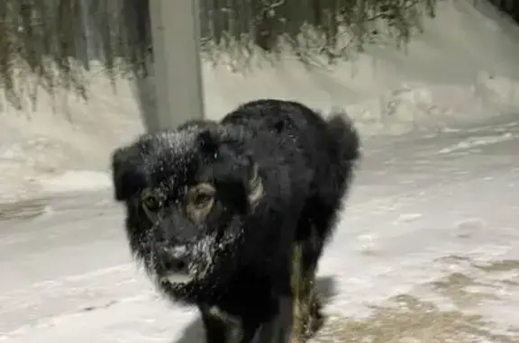 Найдена собака, Брёхово, фото: Найдена собака, Берёзовая аллея, Брёхово - белая грудь, светлая шерсть вокруг глаз