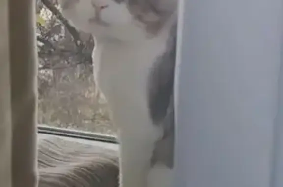 Пропал кот, Звёздная улица, городской округ Курск - окрас серый и белый - photo