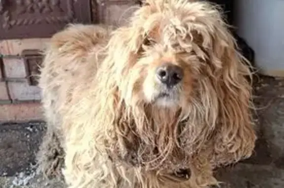 Найдена собака, Тамбовский Лесхоз, фото: Найдена собака, Северный обход г. Тамбова — Тулиновка, Тамбовский Лесхоз