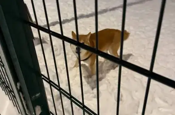 Найдена собака, Москва, фото: Найдена собака, 4-й Очаковский переулок, 3, Москва - мальчик в шлейке