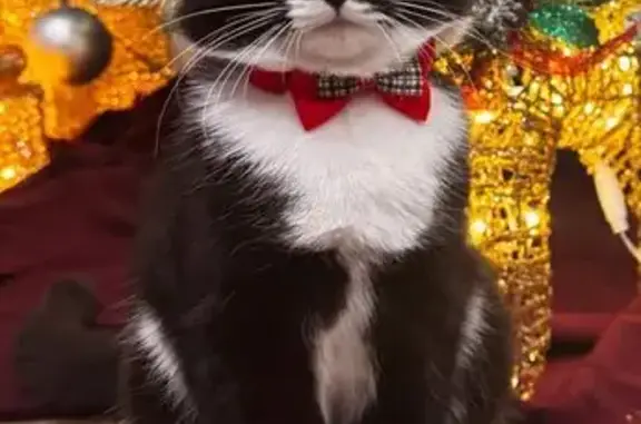 Пропала кошка, Октябрьская улица, 184/1, Благовещенск - черно-белая с белыми лапками - photo