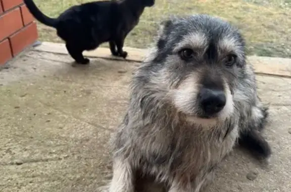 Пропала собака, мужской, городской округ Тверь, Тверь - окрас черный с белыми пятнами - photo