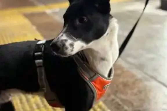 Найденные животные Москва, фото: Найден собака, Судостроительная улица, Москва - черно-белый подросток