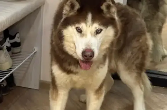 Найдена собака, Томск, фото: Найден собака, Красноармейская улица, 119, Томск - хаски с кожаным ошейником