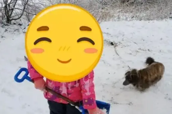 Пропала собака, Щигры, Курская область - тигрового цвета, шустрая - photo