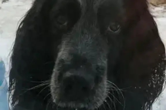 Пропал спаниель, мужской, Республика Алтай, Онгудайский район - чёрный с белыми пятнами - photo