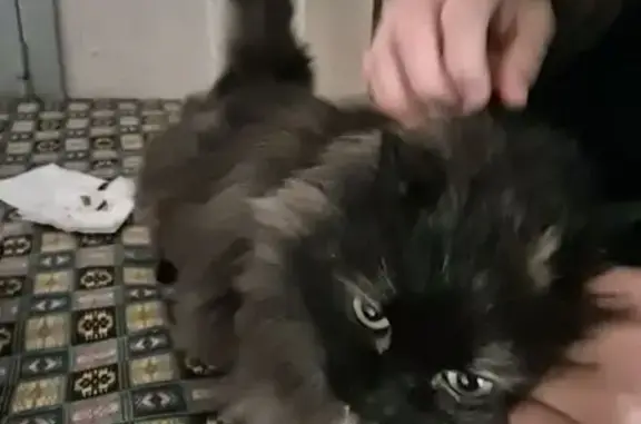 Найдена кошка, Томск, фото: Найдена кошка, Советская улица, 107, Томск - пушистая, тёмно-коричневая