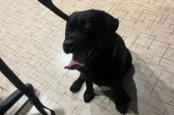 Объявления о пропавших и найденных животных, Кохма, фото: Найден собака, улица Кочетовой, 34, Кохма - крупный чёрный лабрадор