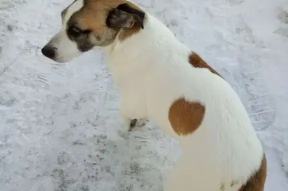 Найдена собака, Новосибирск, фото: Найден собака, проспект Карла Маркса, Новосибирск - бело рыженький пёс