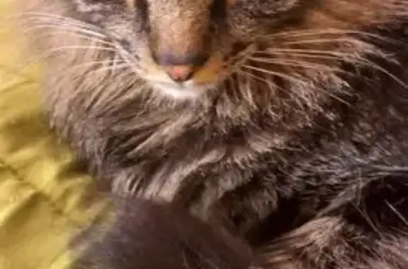 Пропала кошка, улица Труда, 5, Сосновоборск - photo