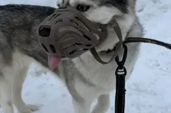 Найдена собака, Москва, фото: Найдена собака, Планетная улица, 4, Москва - ухоженная с поводком и намордником