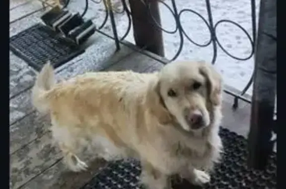 Найдена собака, Бийск, фото: Найдена собака, улица Вячеслава Шишкова, Бийск - ласковая и добрая