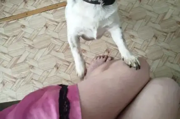 Найдена собака, Омск, фото: Найден собака, улица 22 Апреля, 18В, Омск - с ошейником и зелёным поводком