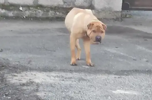 Найдена собака, Ставрополь, фото: Найдена собака, Севастопольский переулок, 34Б, Ставрополь - рыжий окрас, с ошейником