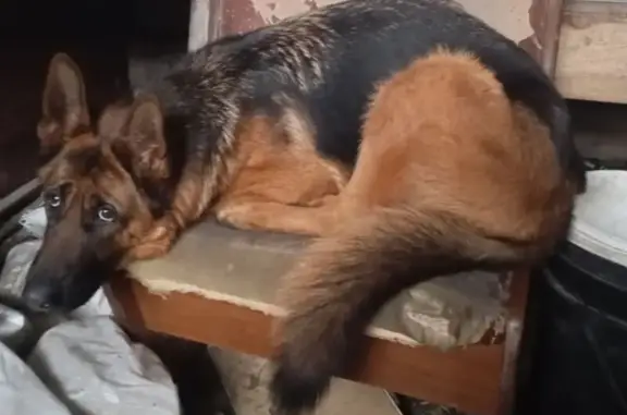 Пропала собака, женская, улица Полярников, 27/53, Шарья - немецкая овчарка Джекки - photo