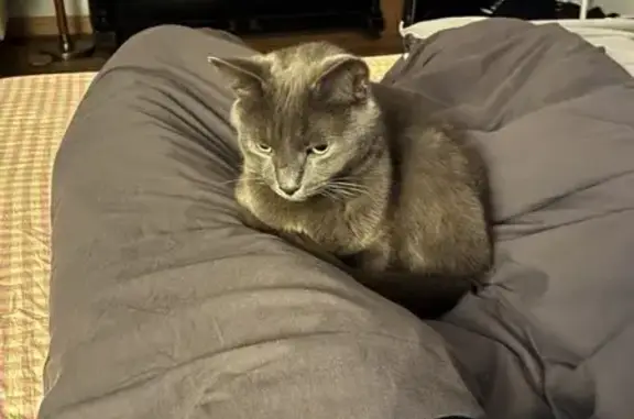 Пропал кот, улица 27 с1, улица Покровка, Москва - русский голубой, серый окрас - photo