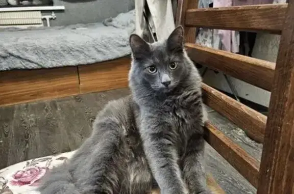 Пропал кот, Октябрьская улица, 29, Саратов - пушистый серый окрас - photo