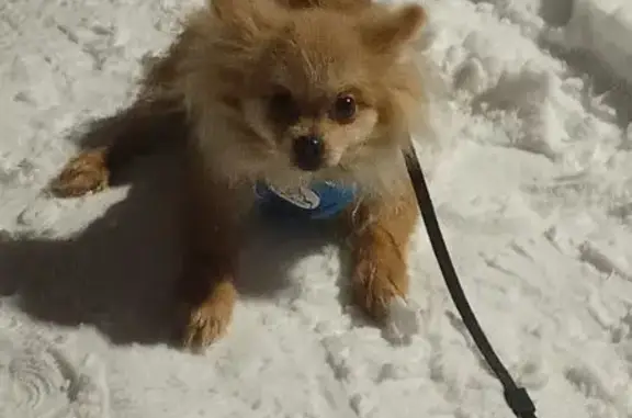 Пропал собака, улица Мира, 15А, Кулебаки - маленький пушистый и рыжий - photo