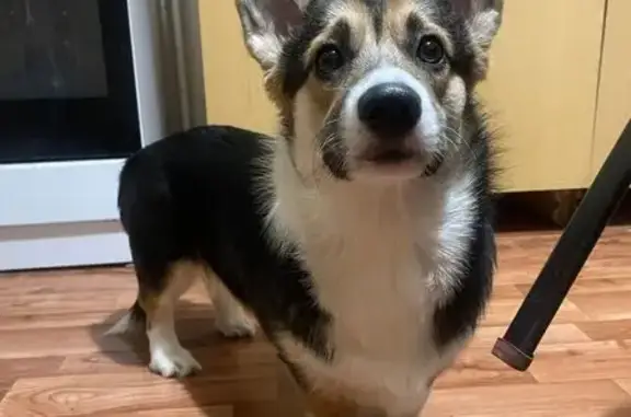 Пропала собака, Витебская улица, Челябинск - коричневая с оттенками черного и белого - photo