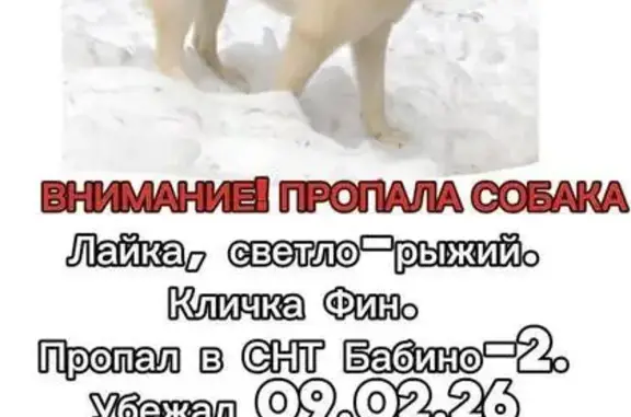 Объявления о пропавших и найденных животных, Романовское, фото: Пропала собака, Романовское сельское поселение, Ленинградская область - светлый окрас, ошейник