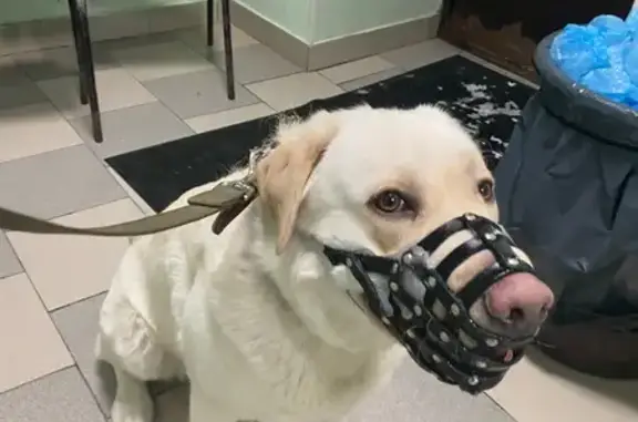 Найдена собака, дома отдыха «Пахра», фото: Найден собака, улица Лыжников, Екатеринбург