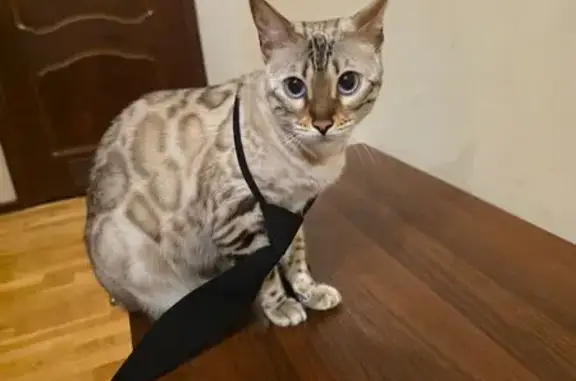 Пропала кошка, Ямская улица, городской округ Курск - бенгальская кошечка, голубые глаза - photo